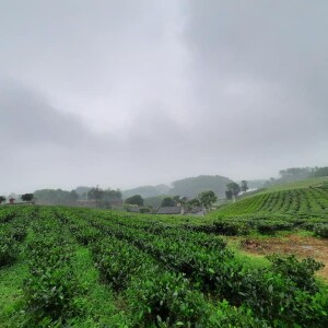 CÔNG TY CỔ PHẦN NÔNG NGHIỆP HDT