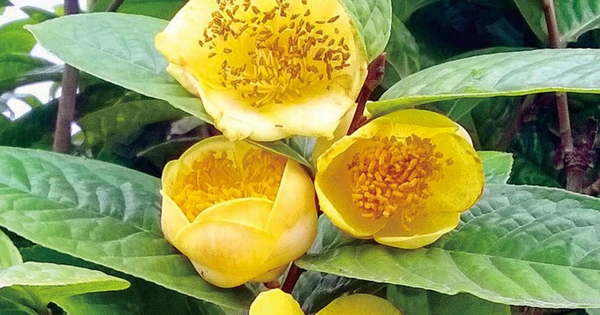 CÔNG TY TNHH NÔNG SẢN TRÀ DƯỢC TÂM AN